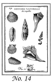 She Sells Sea Shells Stamp Set 14
